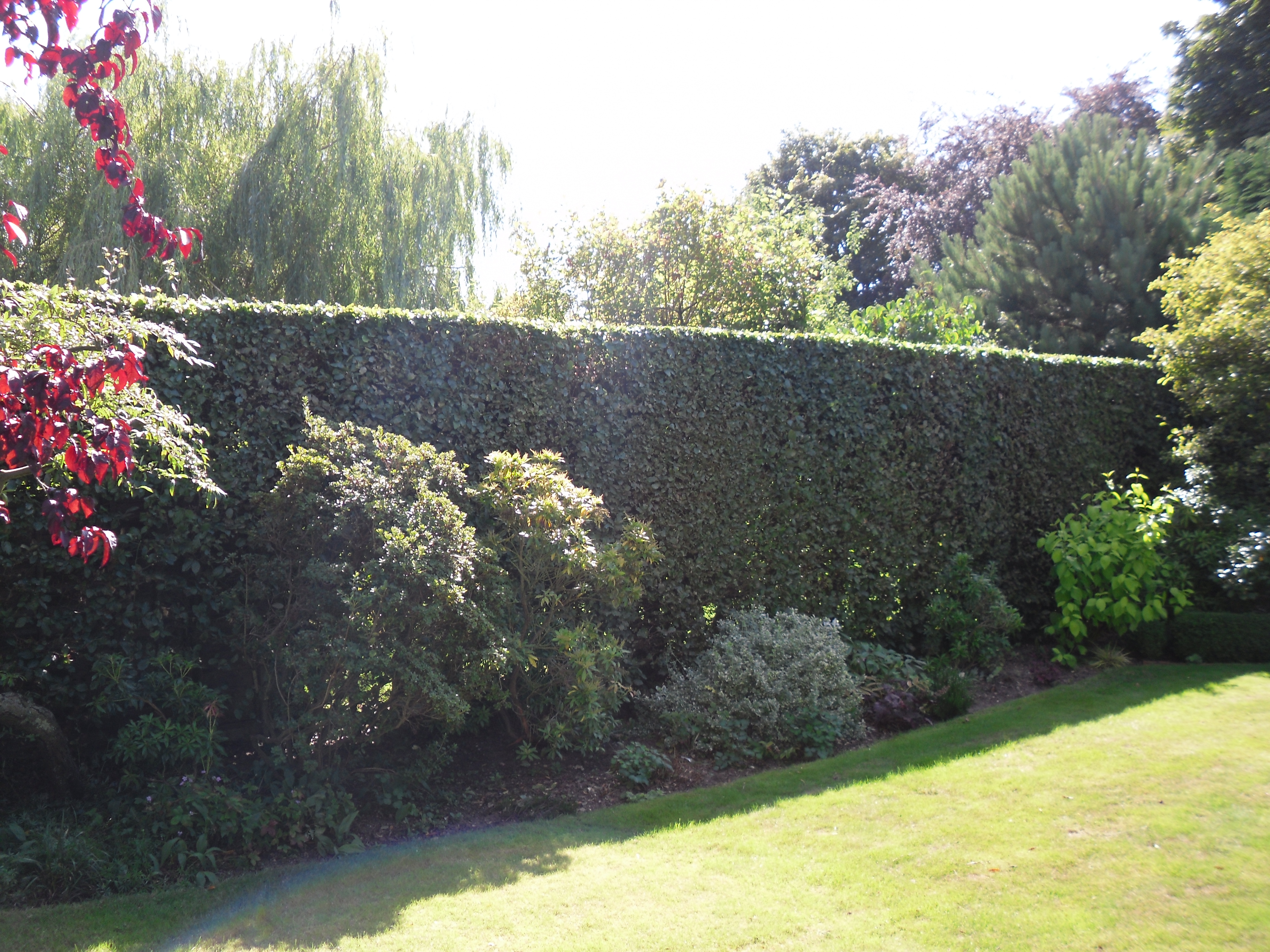 hedge cutting Letchworth